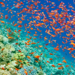 Sharm El Sheikh 24 - 31 Ottobre 2026 - Bravo Smart Club Reef Beach Resort