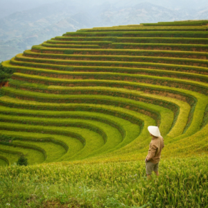 Tour Vietnam 16-26 Novembre 2026 - Tra natura e tradizioni