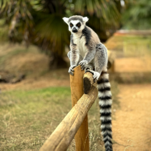 Madagascar 12 - 20 Aprile 2027 - Bravo Andilana