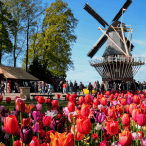 Olanda e Fiandre 24 - 29 Aprile 2027 – Crociera di primavera e Parco dei Tulipani